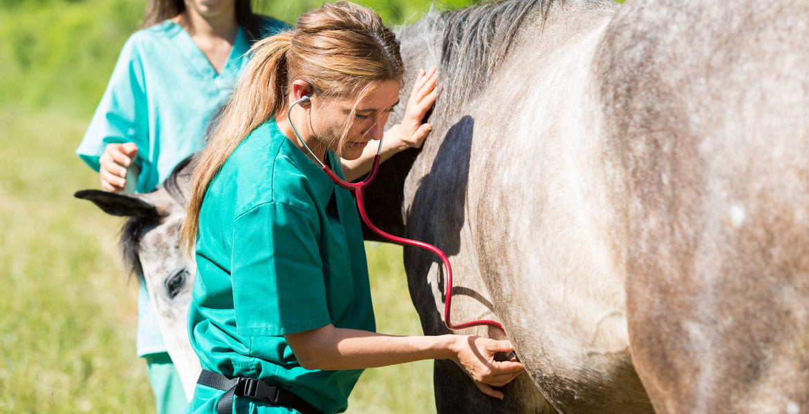 Ask Eurovets Veterinary Suppliers for Help in Horse Health Issues