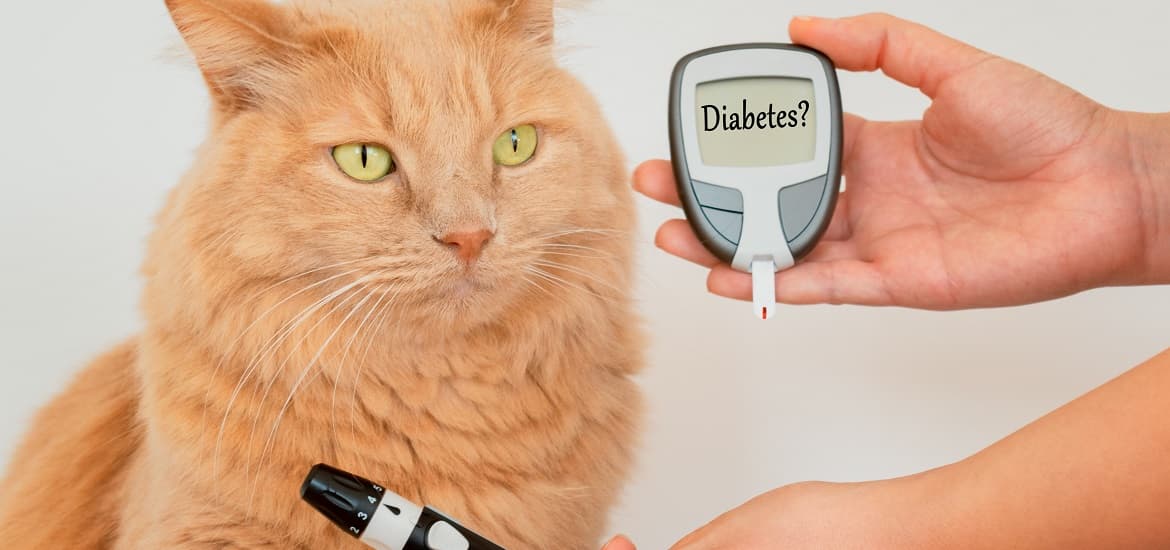 Diabetes in Pets: What to Do