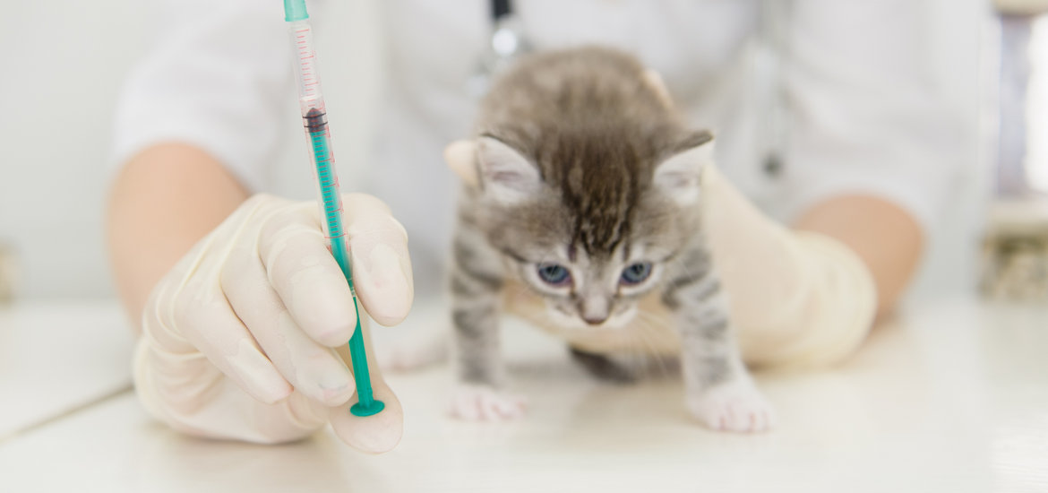 Examining Your Vaccinated Kitten's Titer Test Option