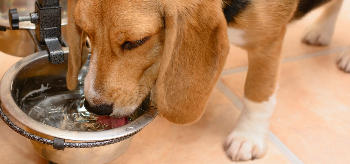 Dogs Can Become Dehydrated if They Are not Provided With Proper Care
