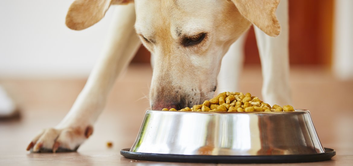 How to Select a Reliable Pet Food