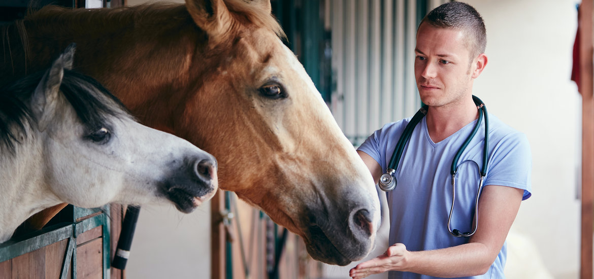 Importance of Equestrian Biosecurity During Racing Season