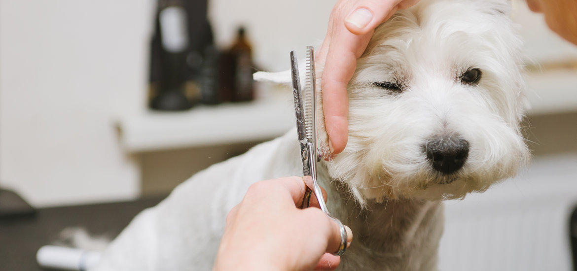 Reasons Why You Should Groom Your Dog