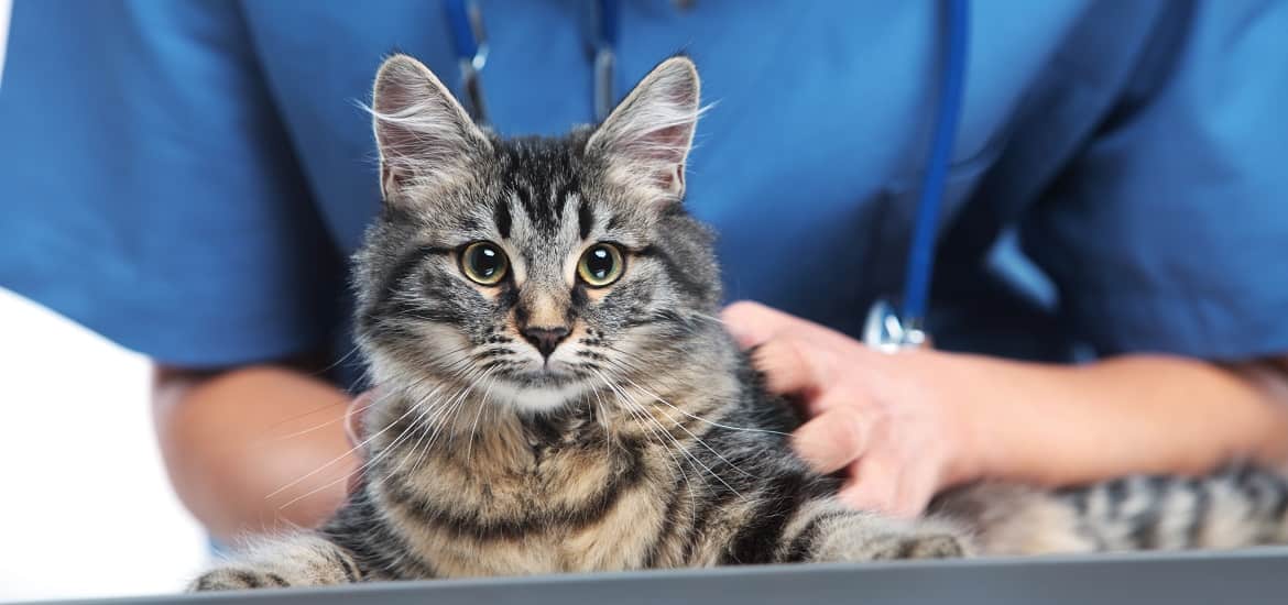 What to Expect During Your Pet’s Annual Veterinary Exam
