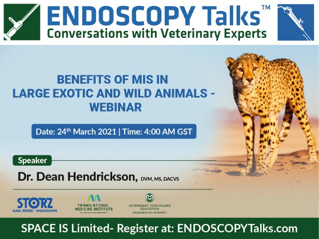 Benefits of MIS in Large Exotic and Wild Animals - Webinar