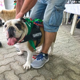 Abu Dhabi Pet Festival 2019