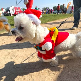 The Dubai Pet Festival 2019