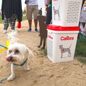 The Dubai Pet Festival 2019