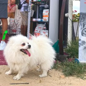 The Dubai Pet Festival 2019