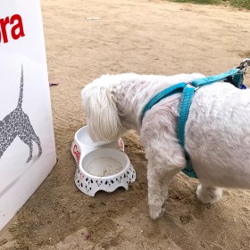 The Dubai Pet Festival 2019