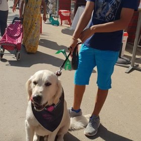 The Dubai Pet Festival