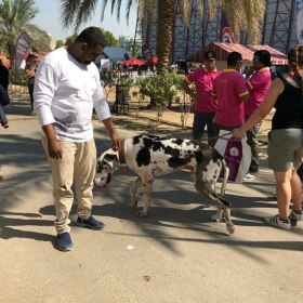 The Dubai Pet Festival