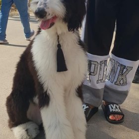 The Dubai Pet Festival