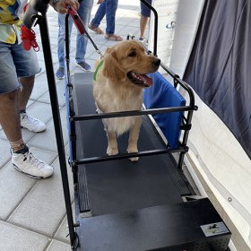 Dubai Pet Festival