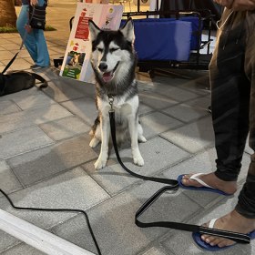 Dubai Pet Festival