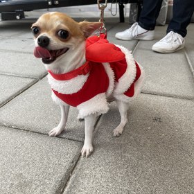 Dubai Pet Festival