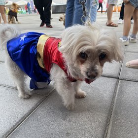 Dubai Pet Festival