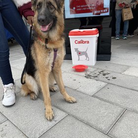 Dubai Pet Festival