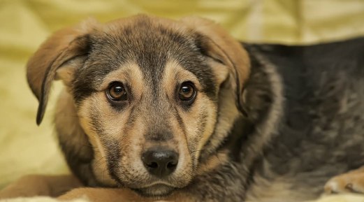 10 Signs Your Dog May Be Sick & What You Can Do About It 10 Signs Your Dog May Be Sick & What You Can Do About It