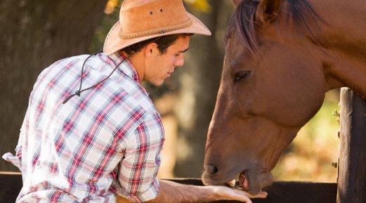 A Basic Guide to Feed Your Horses Right