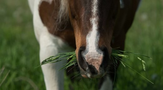 A Complete Guide on Equine Nutrition