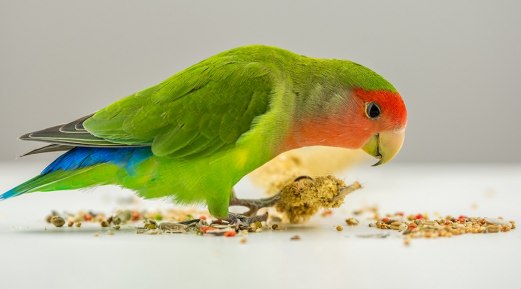 A Detailed Explanation of Pet Bird Nutrition