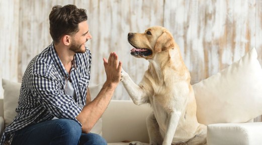 A Dog and Cat Titer Test Can Help You Protect Your Pet A Dog and Cat Titer Test Can Help You Protect Your Pet