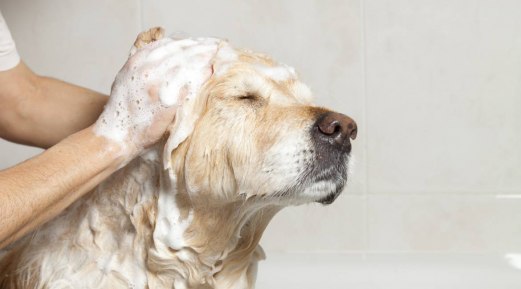 A Perfect Guide on How to Choose Pet Shampoo for Dogs A Perfect Guide on How to Choose Pet Shampoo for Dogs