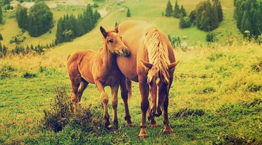 Advanced Nutrition for the Growing Horse Advanced Nutrition for the Growing Horse