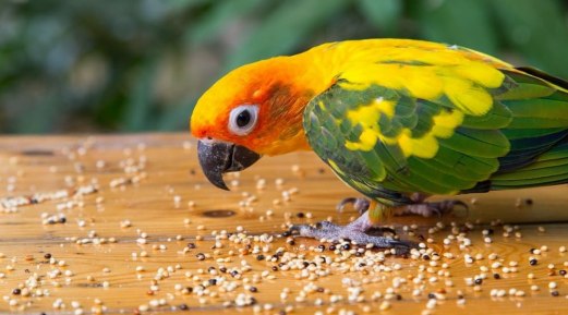 All You Need to Know About Pet Bird Nutrition