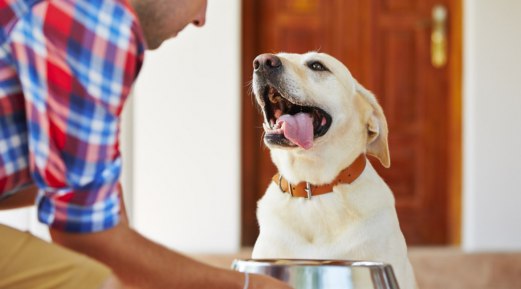 All You Need to Know About Pet Cavities All You Need to Know About Pet Cavities