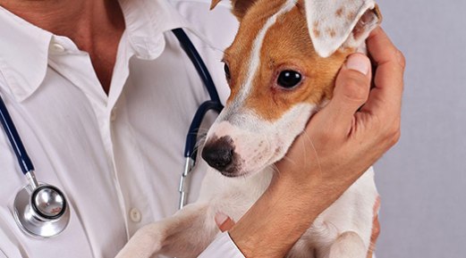 Understanding the Different Methods of Allergy Testing in Animals