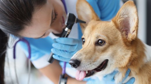 Allergy Tests on Dog Blood – Do They Work? Allergy Tests on Dog Blood – Do They Work?