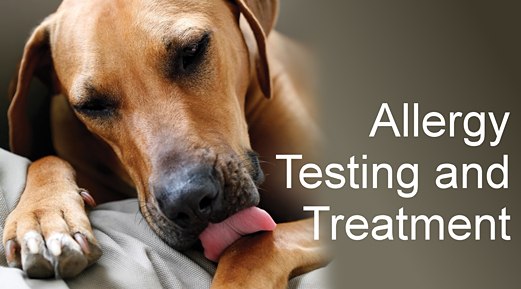 Testing For Seasonal Allergies: Why Now Is A Good Time To Test Testing For Seasonal Allergies: Why Now Is A Good Time To Test