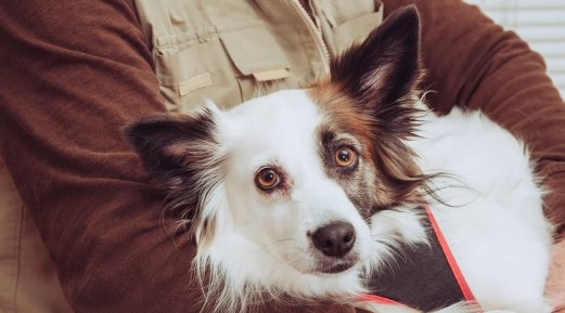 Alternative Therapies for Improving Quality of Life in Senior Pets Alternative Therapies for Improving Quality of Life in Senior Pets