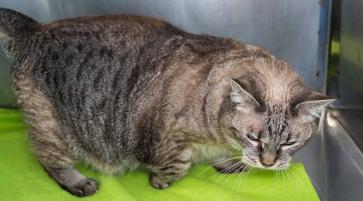 Are You Aware of Your Pets Possible Arthritis? Are You Aware of Your Pets Possible Arthritis?