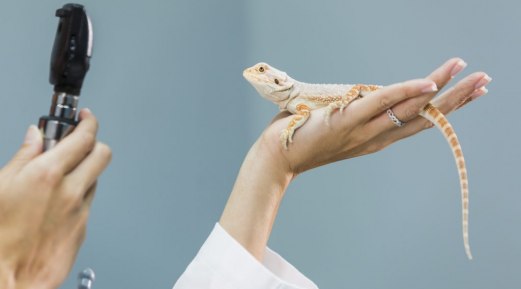 Biosecurity for New Exotic Pets Biosecurity for New Exotic Pets
