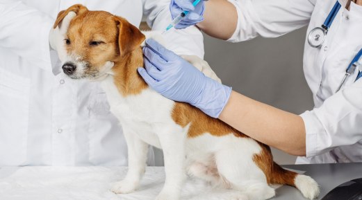 The Right Time and Importance of Vaccination and Titer Test for Pets