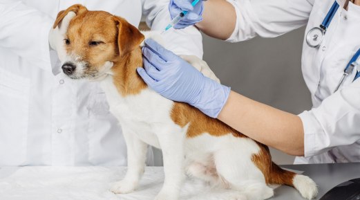 The Right Time and Importance of Vaccination and Titer Test for Pets The Right Time and Importance of Vaccination and Titer Test for Pets