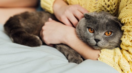 Is Your Cat Refusing to Eat? Its Environment May Be to Blame