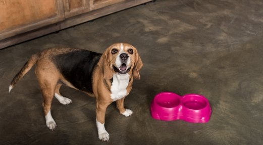 Does Your Dog Have a Food Allergy? Here’s How You Can Manage It Does Your Dog Have a Food Allergy? Here’s How You Can Manage It