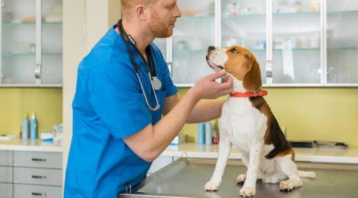 Ringworm in Cats & Dogs – Diagnosis and Treatment Ringworm in Cats & Dogs – Diagnosis and Treatment