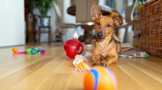 Stimulate the Mental Health of Your Pooch Through These Exercises