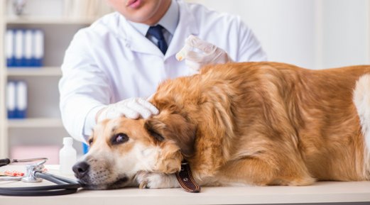 What Happens When My Dog Receives an Anesthetic?