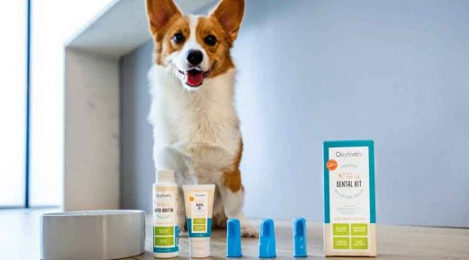 Discover How a Toothbrush Is a Canine's Friend In Oral Health Discover How a Toothbrush Is a Canine's Friend In Oral Health