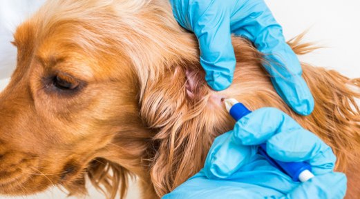 Can Tick-Borne Infections Lead to Kidney Disorders? Can Tick-Borne Infections Lead to Kidney Disorders?