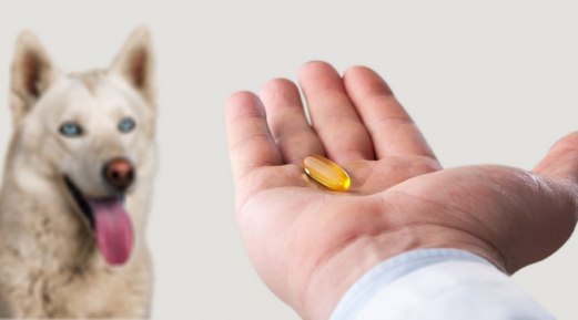 Canines and Arthritis Canines and Arthritis