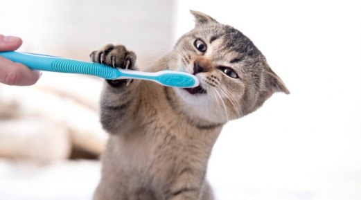 Cat Dental Care Myths & Helpful Tips Cat Dental Care Myths & Helpful Tips