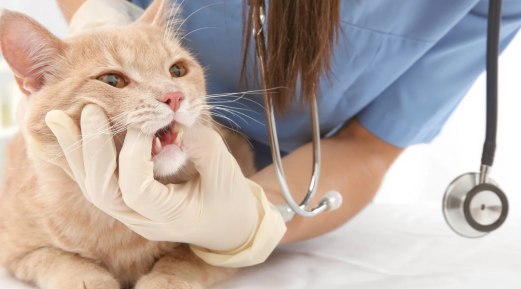 3 Easy, At-Home Cat Dental Care Tips for Dubai Residents 3 Easy, At-Home Cat Dental Care Tips for Dubai Residents