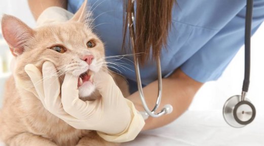 Addressing Cat Dental Discoloration with iM3 Addressing Cat Dental Discoloration with iM3